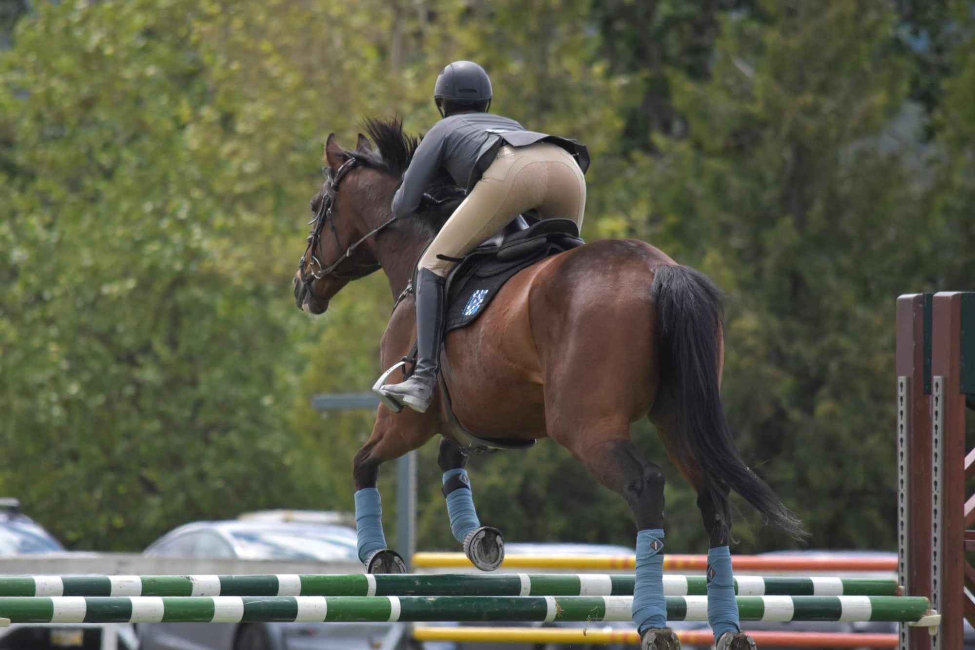 Bay horse and rider over green and white rails, seen from behind