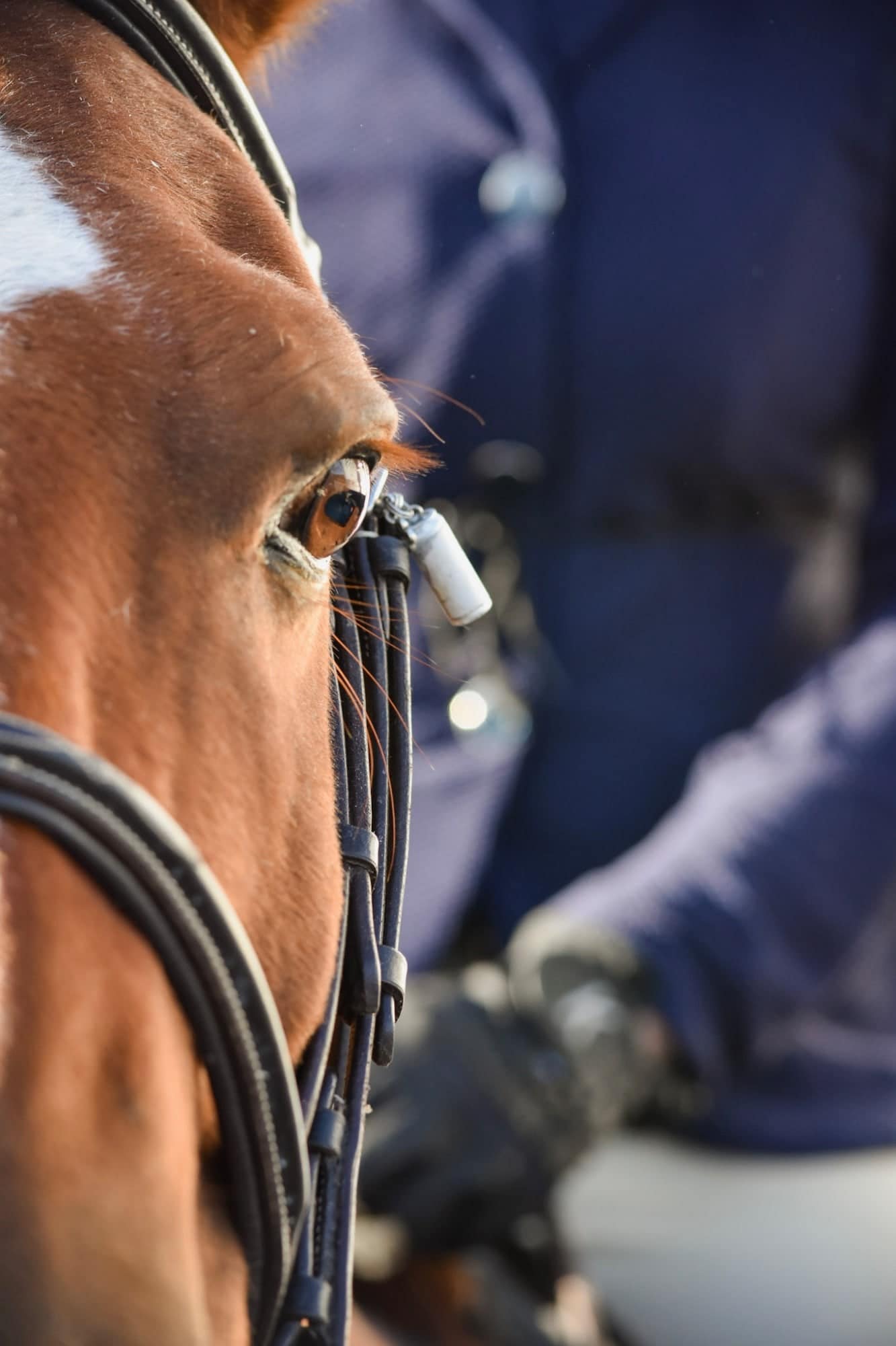 Close-up of a chestnut horse's eye and bridle