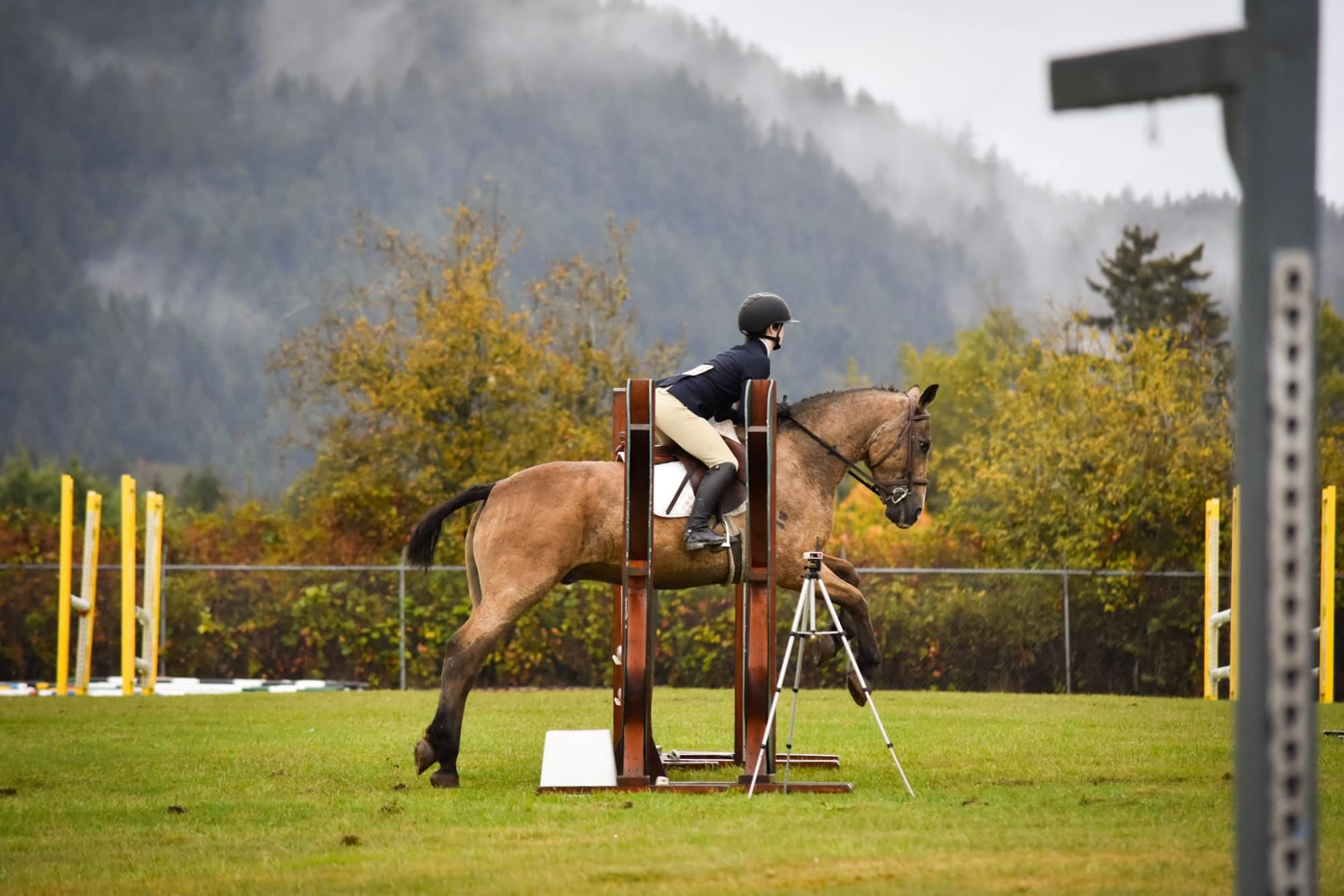 Buckskin horse jumping in front of misty autumn mountains