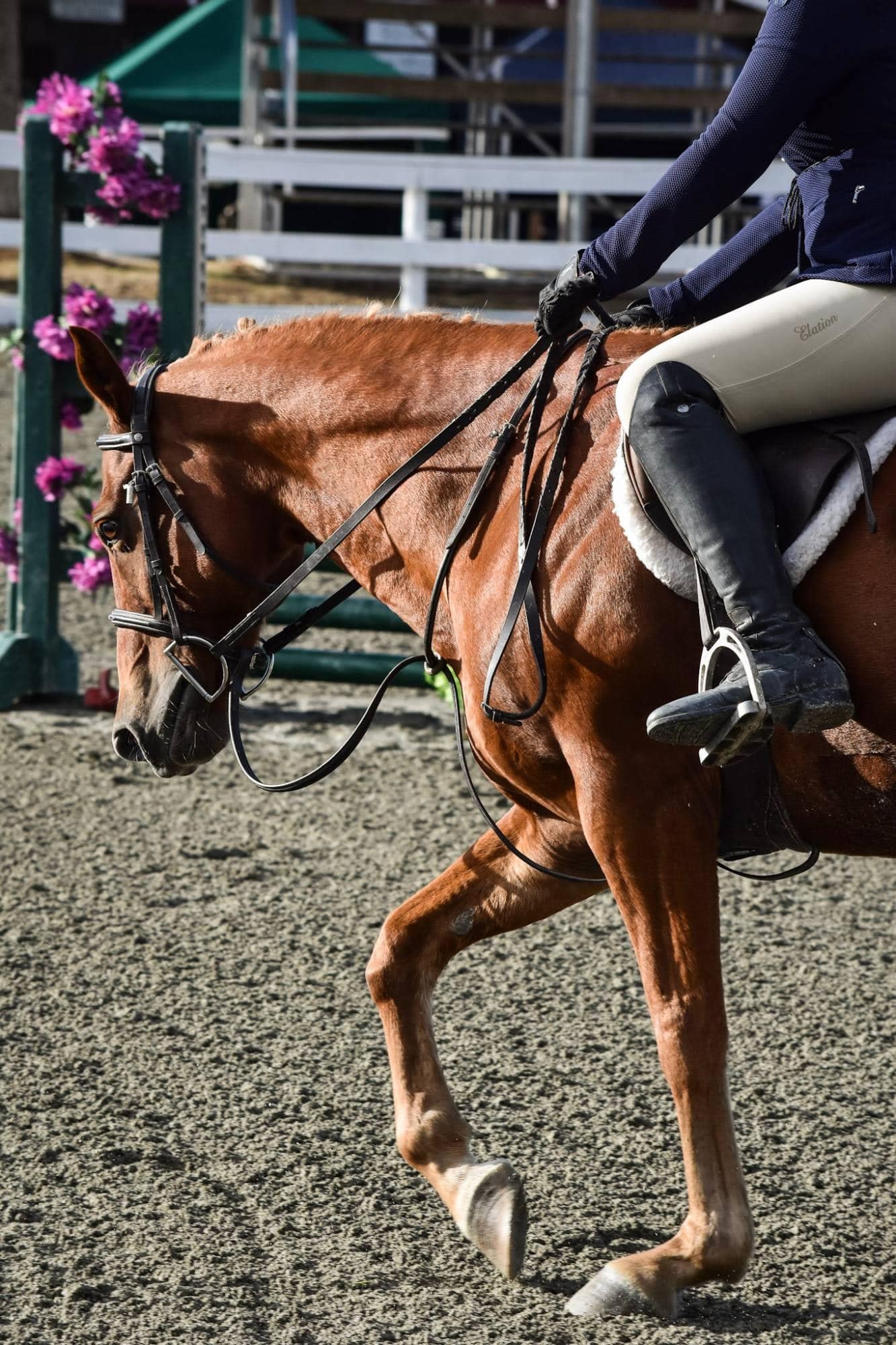 Chestnut hunter walking on a loose rein in the show ring