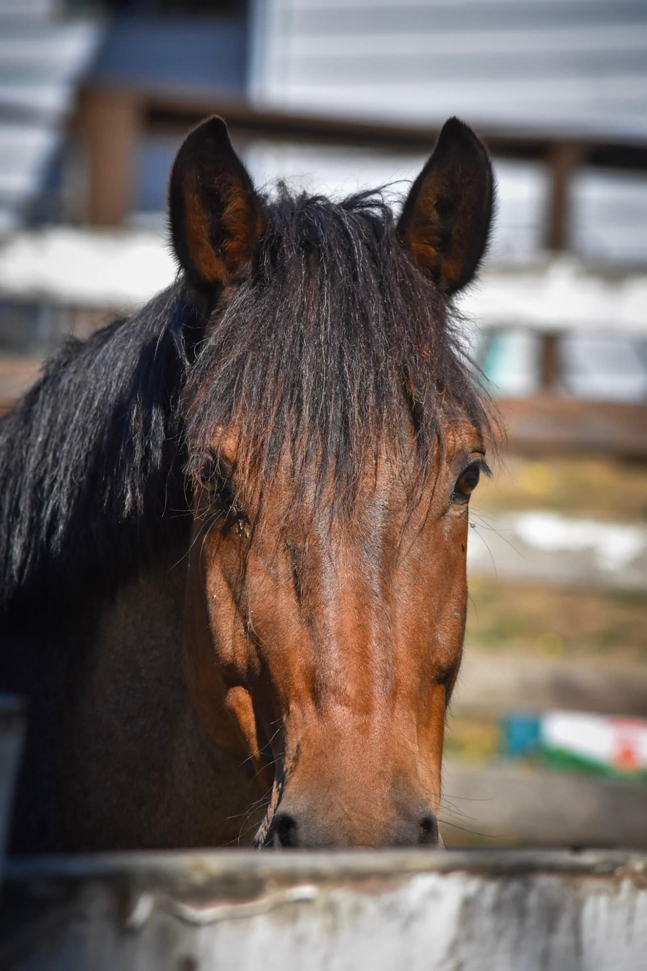 Bay horse with a long forelock looking over a fence