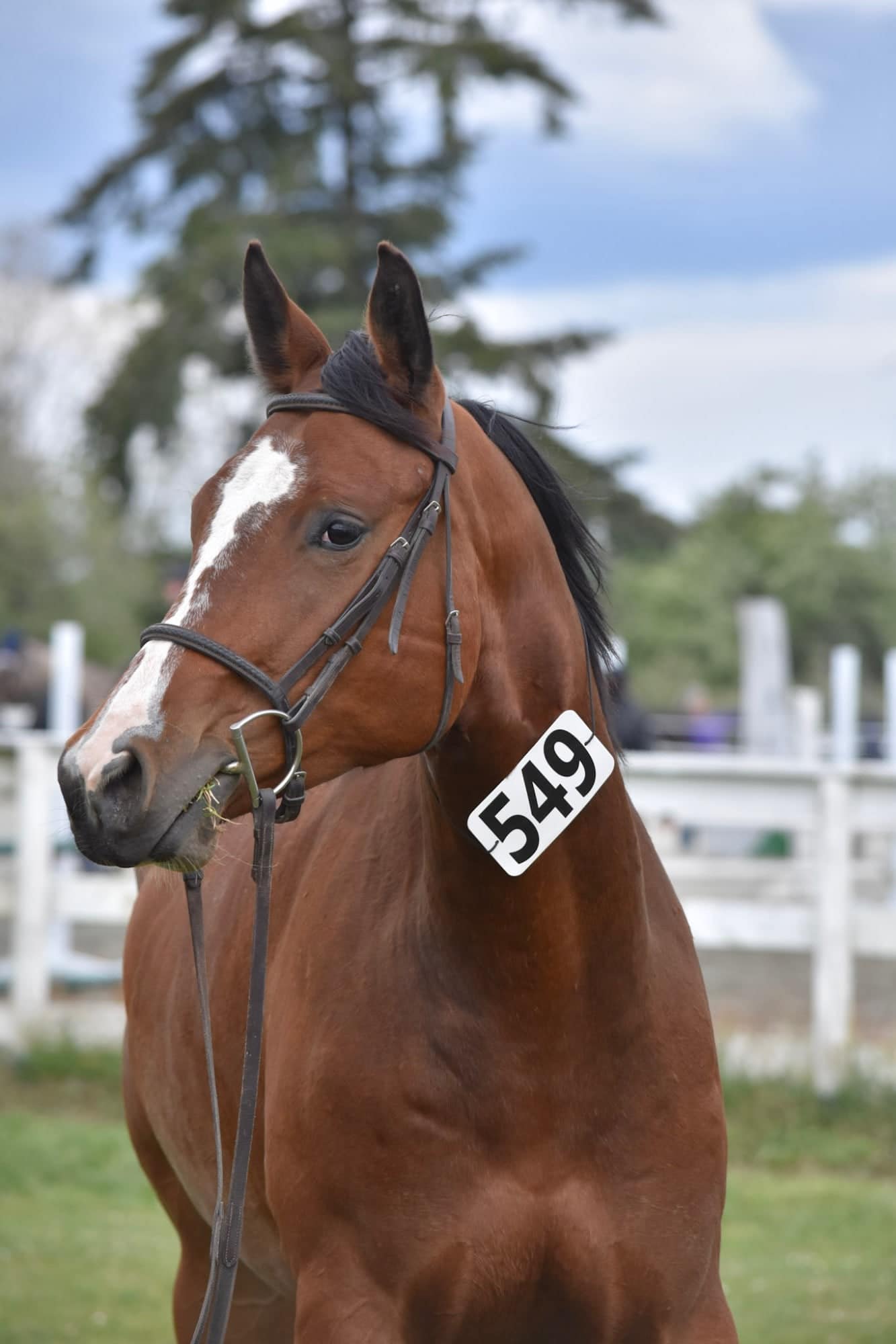Bay horse with a white blaze wearing show number 549