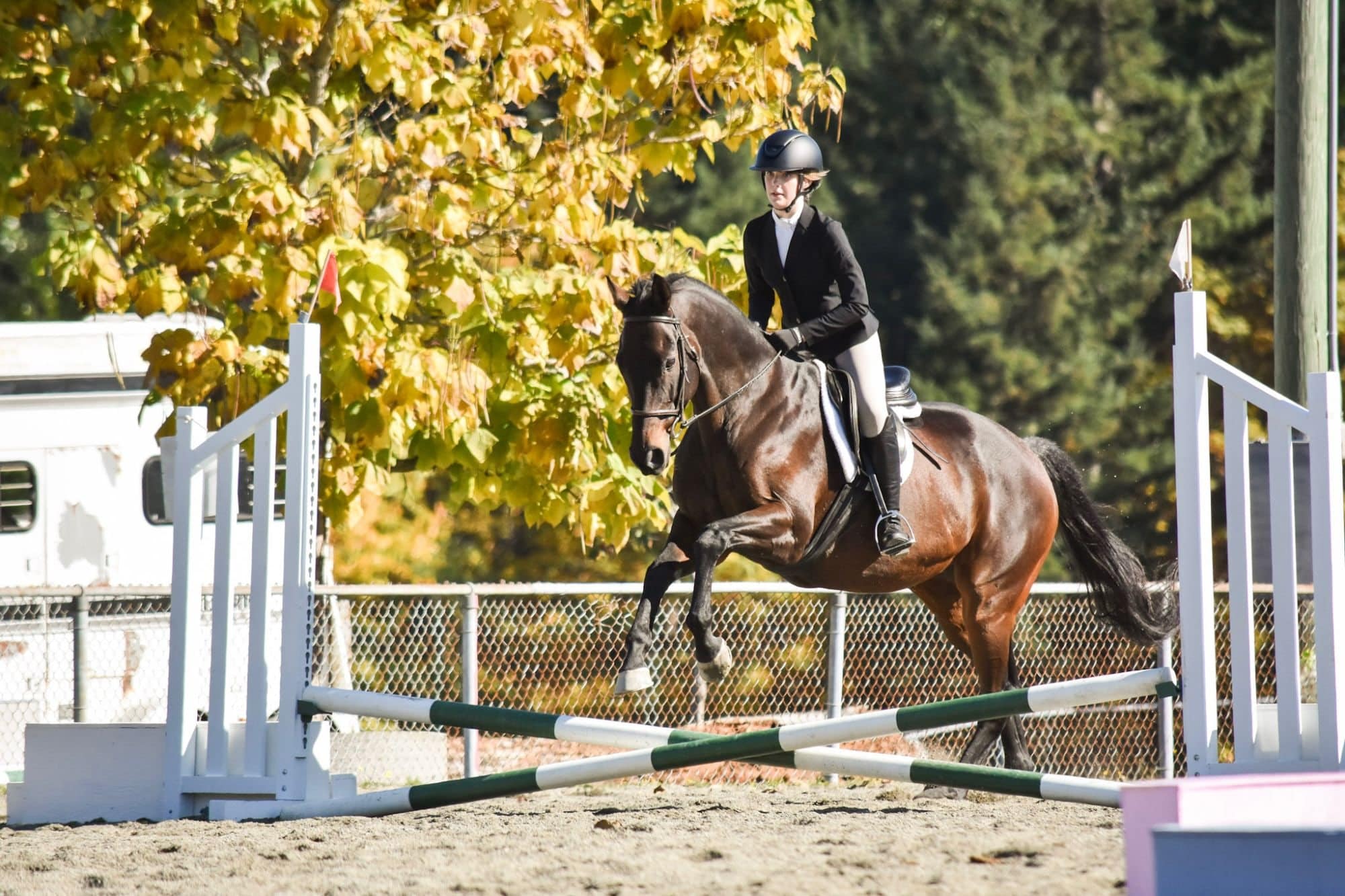 Dark bay horse over a crossrail with yellow autumn leaves behind
