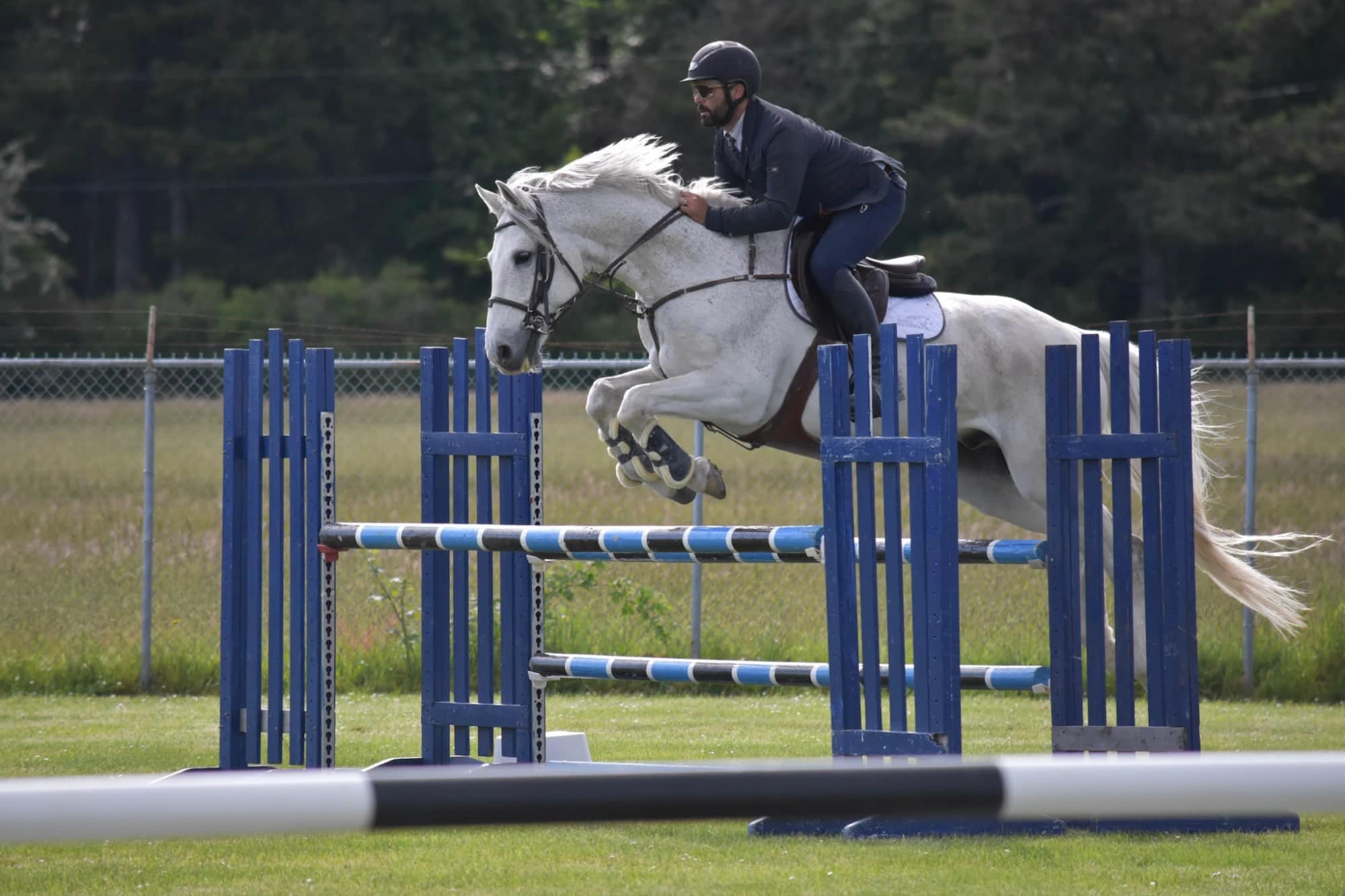Grey horse jumping a blue oxer with its mane flying